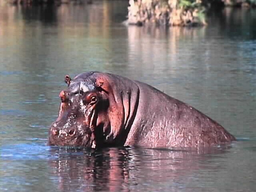 HippoInMzimaSprings